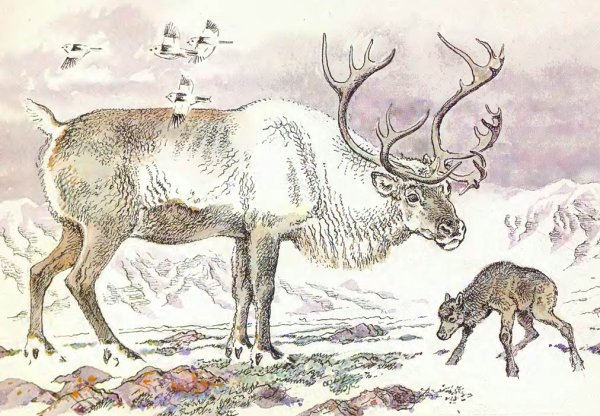 Олень новоземельский ХМАО