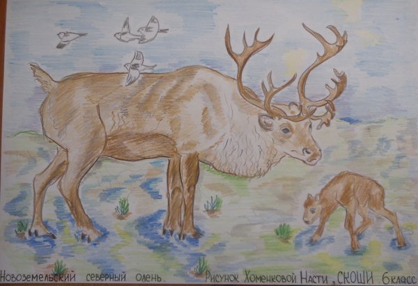 Новоземельский Северный олень красная книга