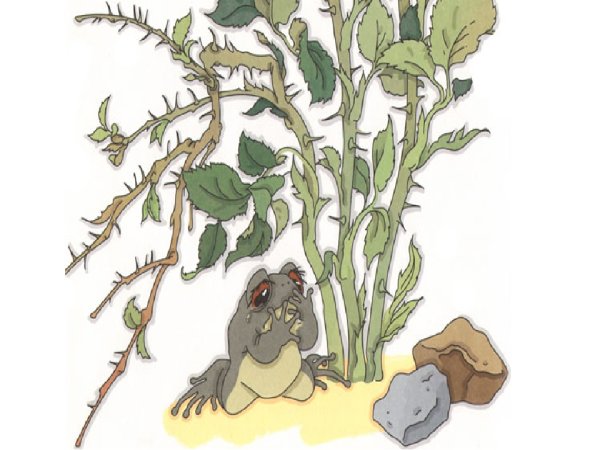 Лягушка символизм