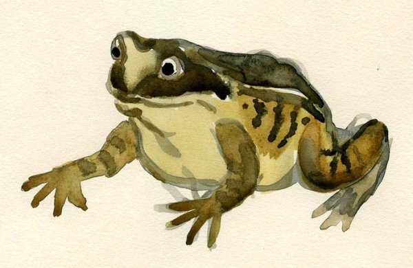 Сказка о жабе и Розе жаба