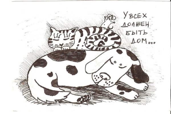 Раскраска бездомные животные