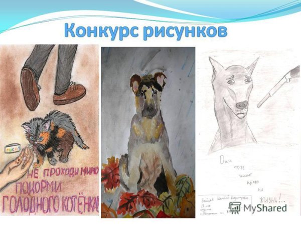 Конкурс рисунков бездомные животные