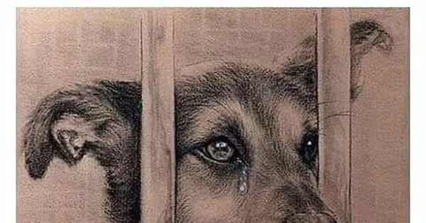 Бездомные животные иллюстрация