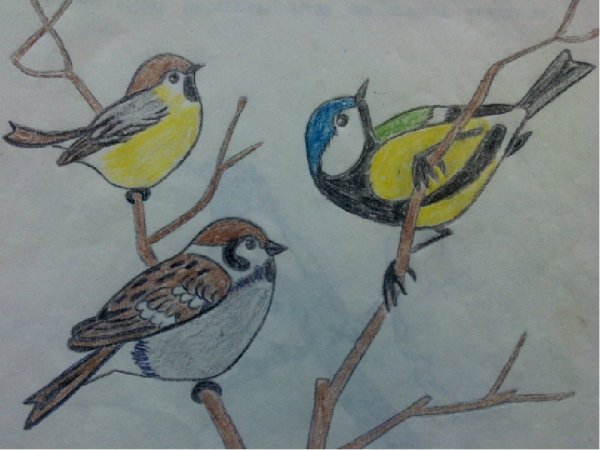 Зимующие птицы рисунок