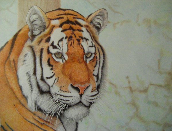 Уссурийский Амурский тигр рисунок