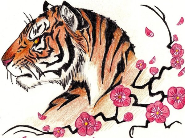 Тигр для срисовки
