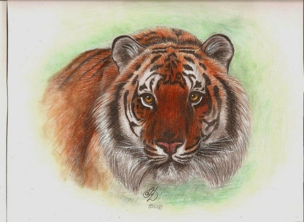 Тигра цветными карандашами