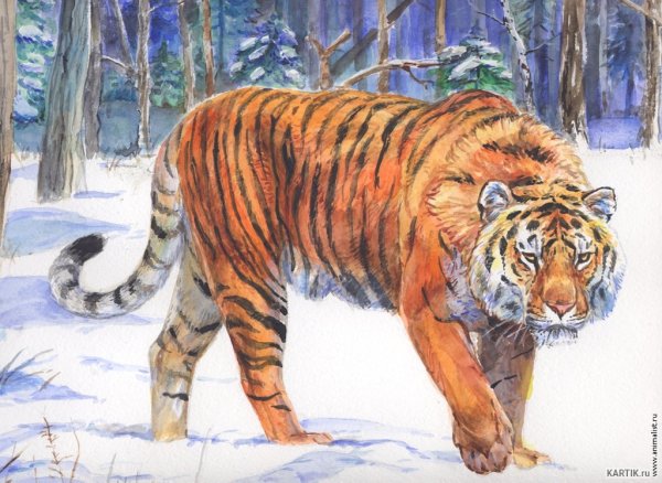 Срисовать Амурского тигра