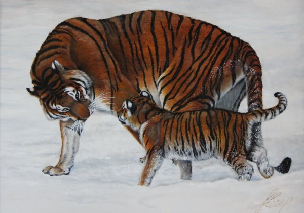 Нарисовать Амурского тигра