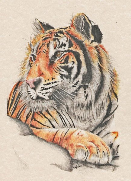 Рисунки тигров
