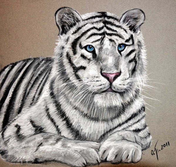 Белый тигр пастелью