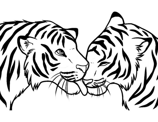 Рисунок тигра карандашом для срисовки