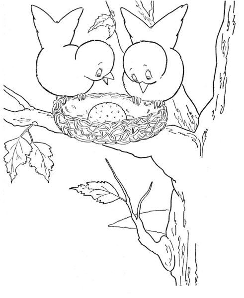 Раскраска гнездо птицы