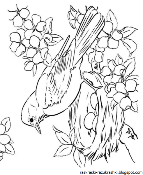 Раскраска гнездо птицы