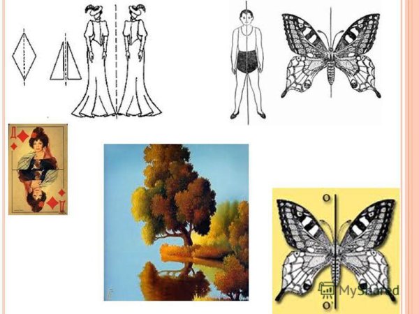 Симметричная фигура из природы