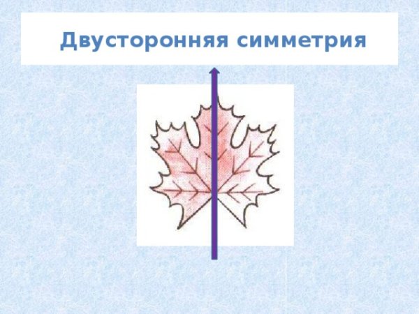 Двусторонняя симметрия