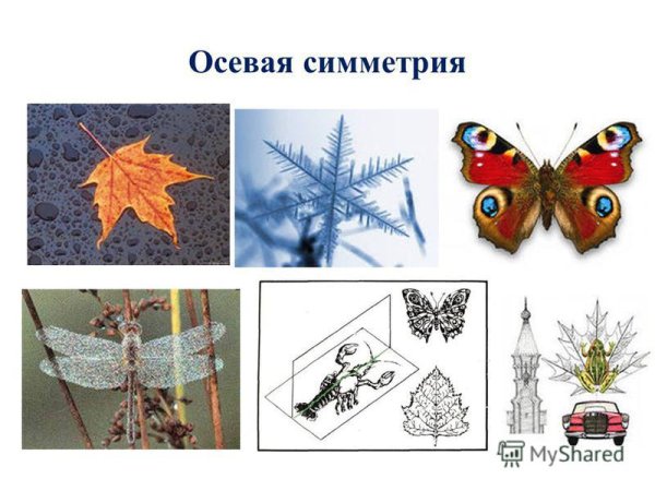 Осевая симметрия примеры