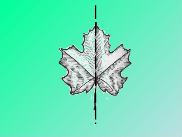 Симметричные фигуры в природе