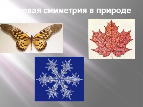 Ось симметрии в природе