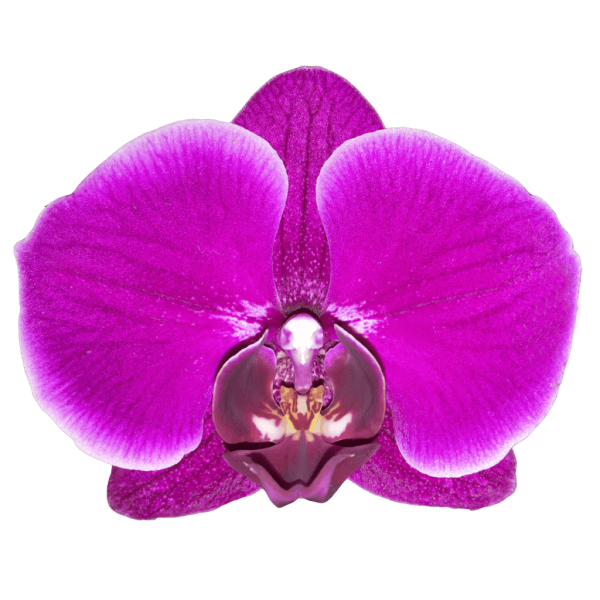 Цветок орхидеи