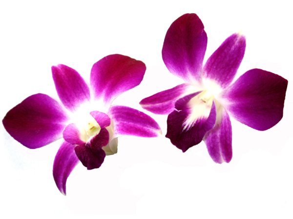 Орхидея надпись