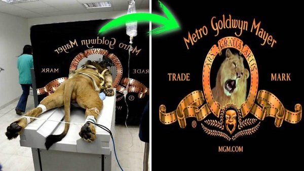 Названия киностудий