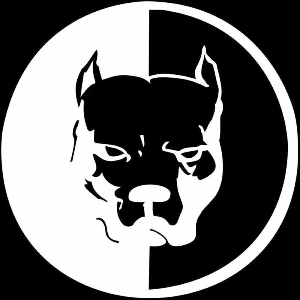 Питбуль Давидыча