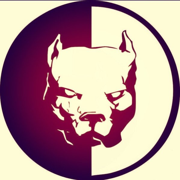 Питбуль Эрика Давидыча