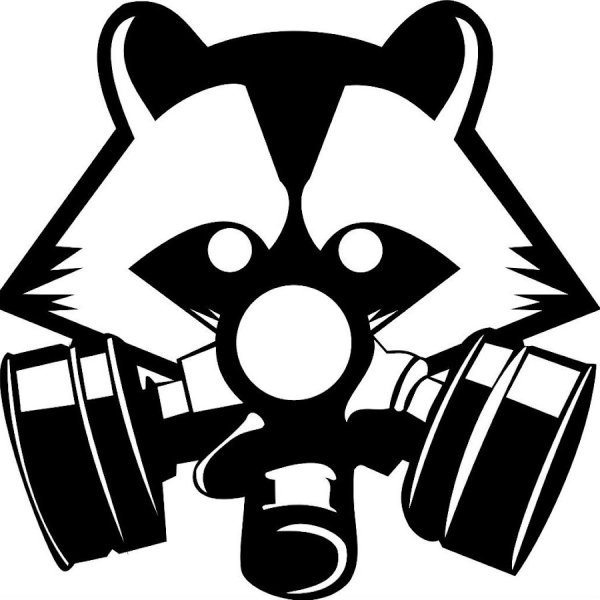 Енот черно белый