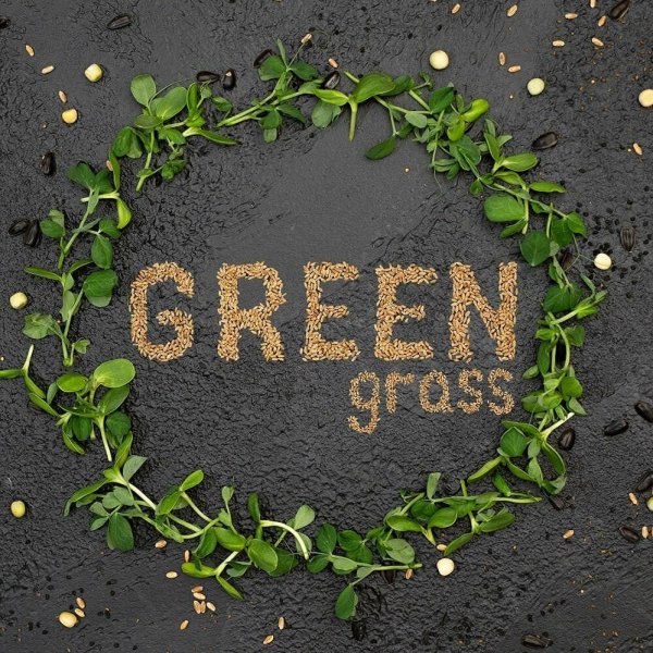 Эко микрозелень логотип о