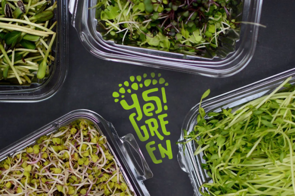 Микрозелень игуана Art