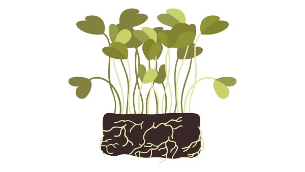 Микрозелень вектор