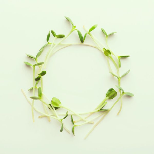 Микрозелень вектор