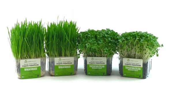 Этикетка микрозелень горох