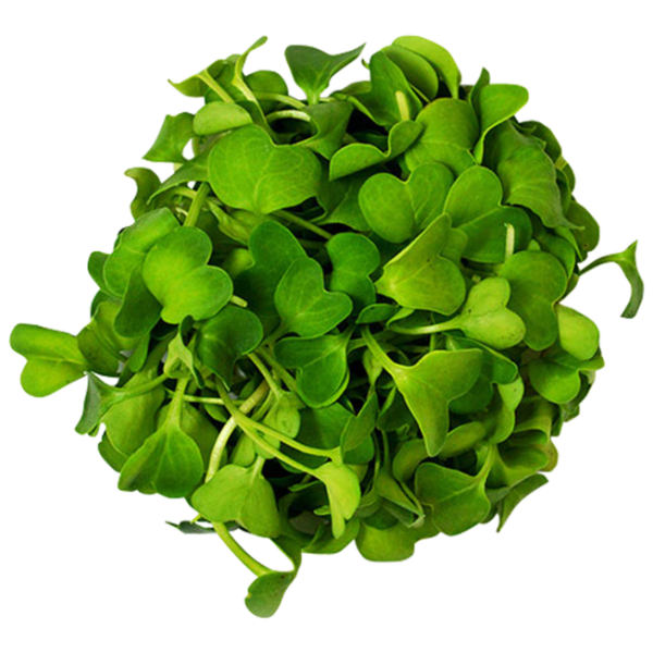 Редис дайкон микрозелень