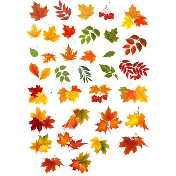 Наклейка осенние листья