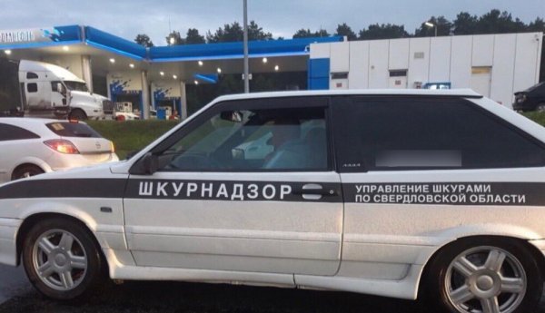 ШКУРНАДЗОР наклейка на авто