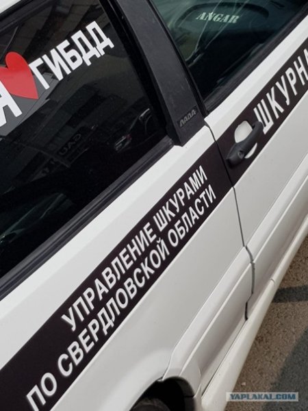 ШКУРНАДЗОР наклейка на авто