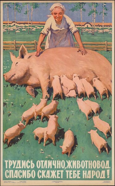 Плакаты свиноводство СССР