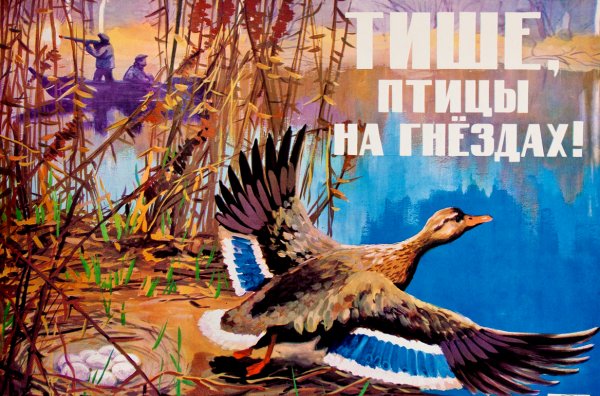 Плакат охрана птиц