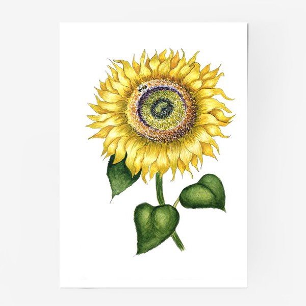 Подсолнух на шопере