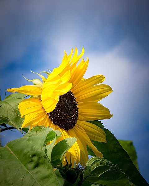 Подсолнухи в интерьере