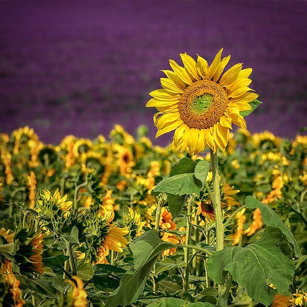 Картины из соломы Подсолнухи