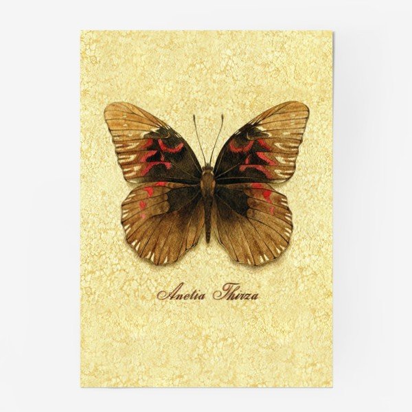 Картины с бабочкой на белом паспарту