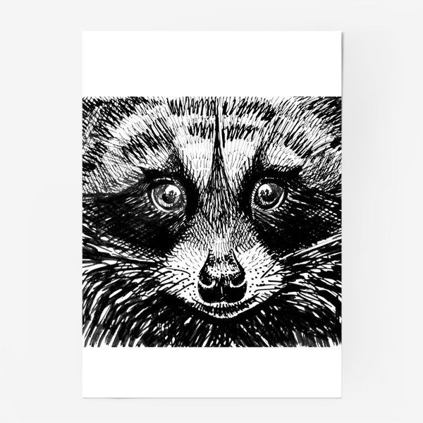Постер енот 40х50 в тубусе