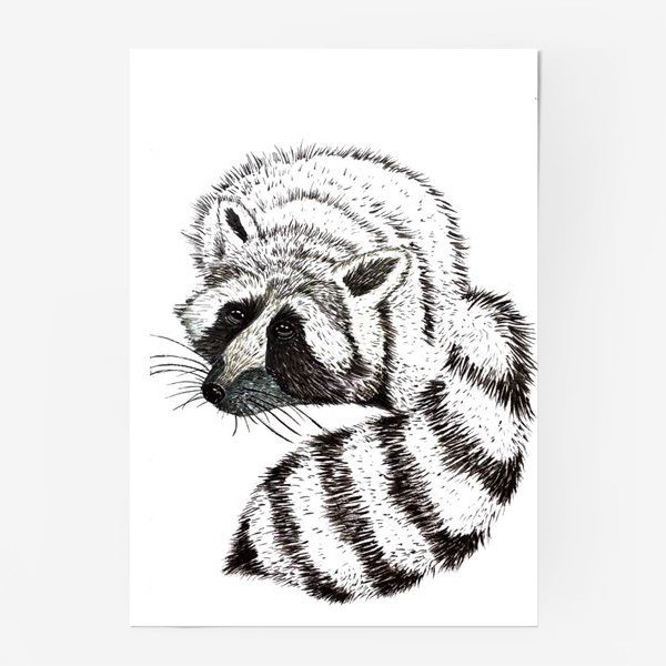Постер енот черно белый