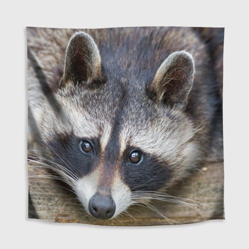 Постер енот (77 фото)