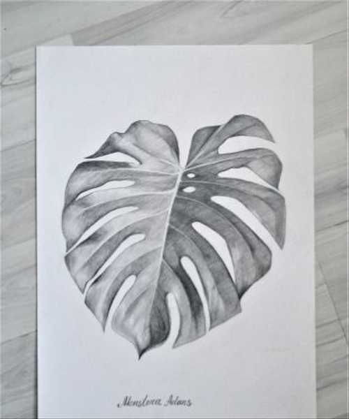 Монстера Постер