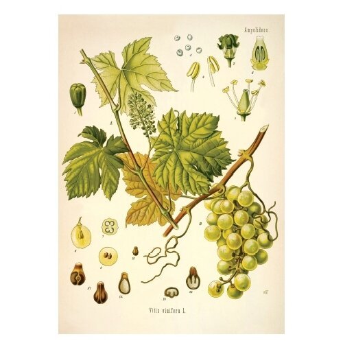 Ботанические постеры пионы