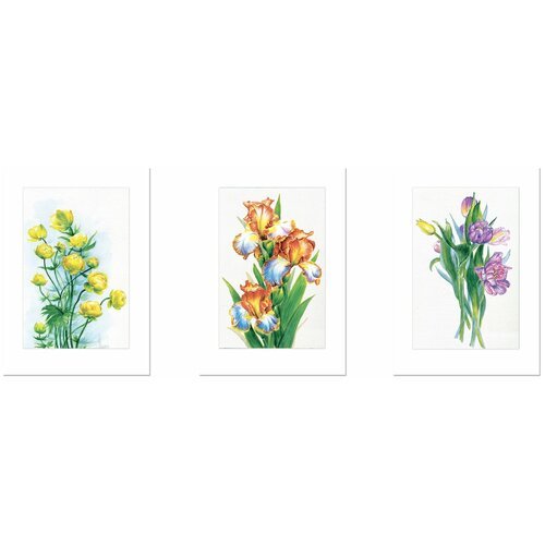 Гранат Ботаническая иллюстрация